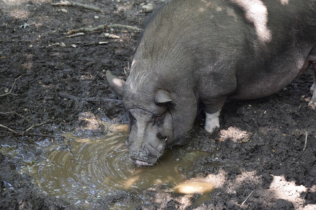 迅速崛起成 迅速崛起成